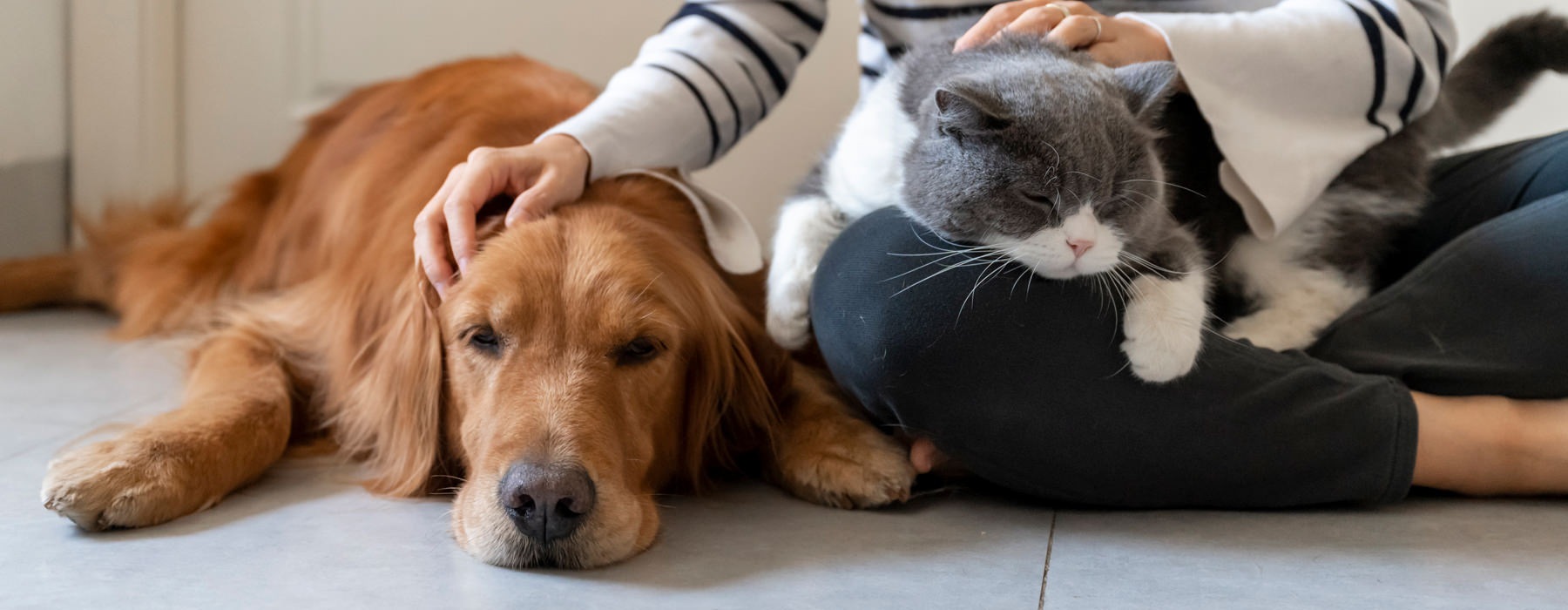 Pet Friendly Apartments